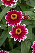 ZINNIA ZANY ROSE PICOTEE