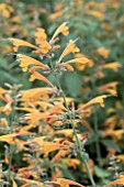 AGASTACHE APRICOT SPRITE