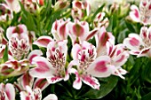 ALSTROEMERIA INTICANCHA WHITE PINK BLUSH