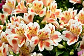 ALSTROEMERIA INTICANCHA SUNSET