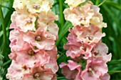 VERBASCUM PINK PETTICOATS