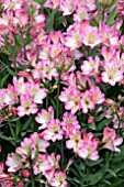 ALSTROEMERIA SUMMER BREAK