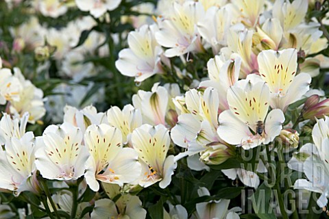 ALSTROEMERIA_SUMMER_SNOW