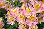 ALSTROEMERIA SUMMER RELIEVE