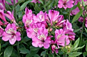ALSTROEMERIA SUMMER SAINT