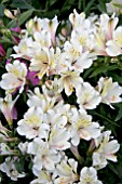 ALSTROEMERIA SUMMER SNOW