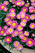 ARGYRANTHEMUM ARAMIS DARK ROSE