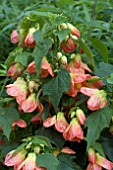 ABUTILON LUCKY LANTERN ORANGE