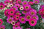 ARGYRANTHEMUM GRANDAISY RUBY