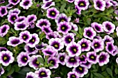 CALIBRACHOA CALLIE LIGHT PURPLE DARK EYE