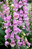 DIGITALIS PINK PANTHER