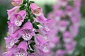 DIGITALIS PINK PANTHER