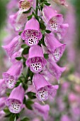 DIGITALIS PINK PANTHER