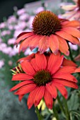 ECHINACEA CHEYENNE SPIRIT