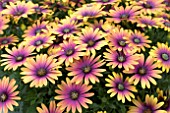 OSTEOSPERMUM PURPLE SUN