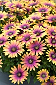 OSTEOSPERMUM PURPLE SUN