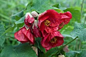 ABUTILON LUCKY LANTERN RED