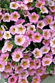 PETUNIA PETCHOA SUNRAY PINK