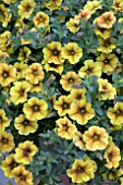 PETUNIA BEAUTICAL CARAMEL YELLOW