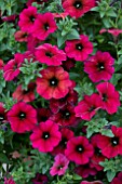 PETUNIA BEAUTICAL BORDEAUX