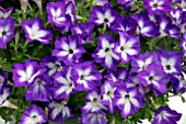 PETUNIA SAGUNA PATIO RADIANT DARK BLUE