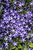 CAMPANULA HIRSCH BLUE
