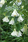 ABUTILON LUCKY LANTERN WHITE