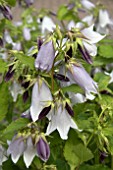 CAMPANULA PUNCTATA IRIDESCENT BELLS