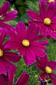 COSMOS CASANOVA PURPLE