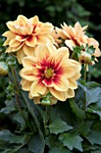 DAHLIA LABELLA GODEN EYE