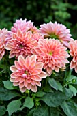 DAHLIA DAHLIETTA LILY