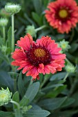 GAILLARDIA CELEBRATION