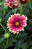 GAILLARDIA SNAPPY