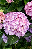 HYDRANGEA ADULA LILA