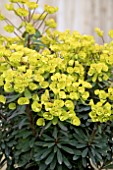 EUPHORBIA ASCOT LILLIPUT