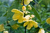 ABUTILON LUCKY LANTERN YELLOW