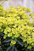 EUPHORBIA ASCOT LILLIPUT