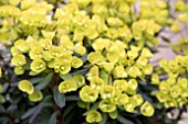 EUPHORBIA ASCOT LILLIPUT