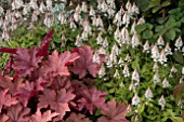 TIARELLA SPRING SYMPHONY WITH HEUCHERA