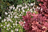 TIARELLA SPRING SYMPHONY WITH HEUCHERA