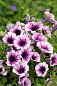 PETUNIA LITTLETUNIA PINK SPLASH