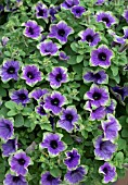 PETUNIA BLUEBERRY MINT