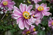 ANEMONE SERENADE WITH HOVERFLY