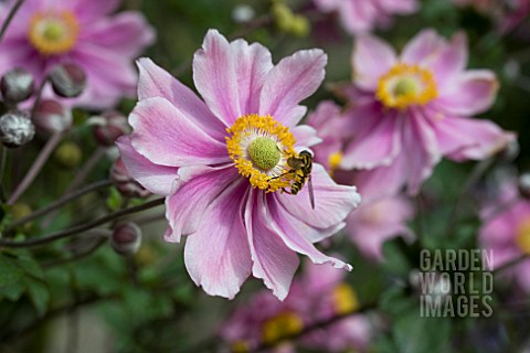 ANEMONE_SERENADE_WITH_HOVERFLY