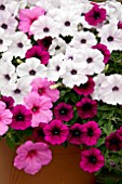 PETUNIA MIX (PINK WHITE PURPLE)