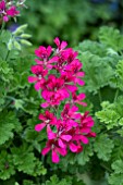 PELARGONIUM CONCOLOR LACE