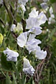 LATHYRUS ODORATA ALASKA BLUE