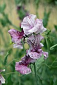 LATHYRUS ODORATA BOUQUET CRIMSON