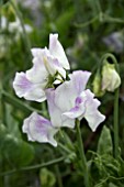 LATHYRUS ODORATA MARGARET HASTIE