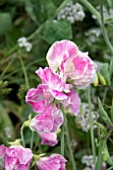 LATHYRUS ODORATA MARGARET HUGHSON